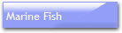 Marine Fish